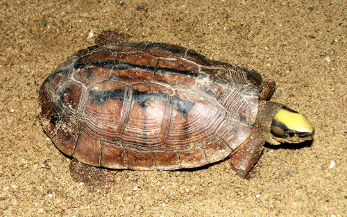 želva třípásá (Cuora trifasciata)