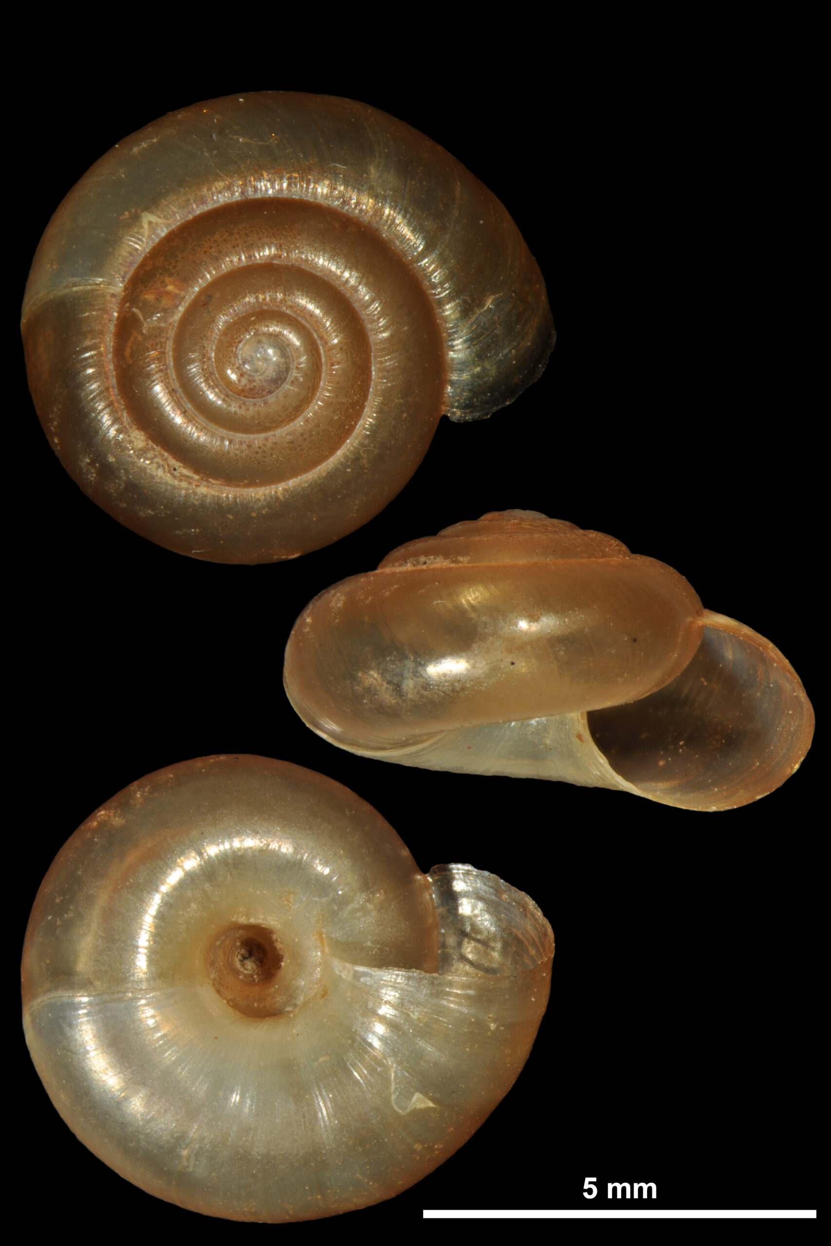 zemounek lesklý (Zonitoides nitidus)