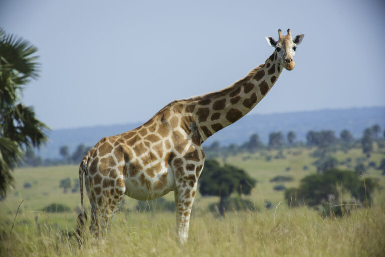 žirafa severní (Giraffa camelopardalis)