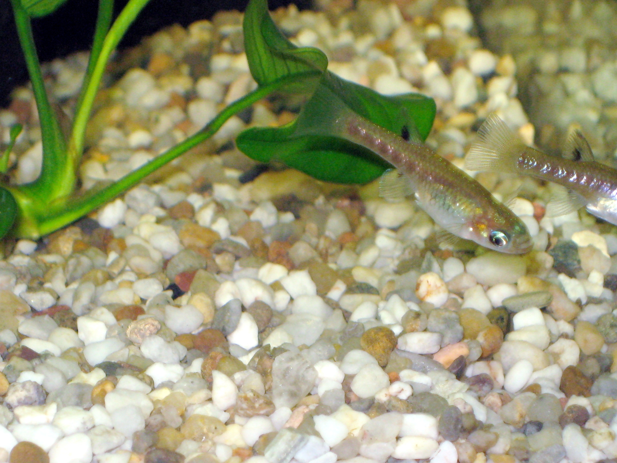 žirardinka lesklá (Girardinus metallicus)