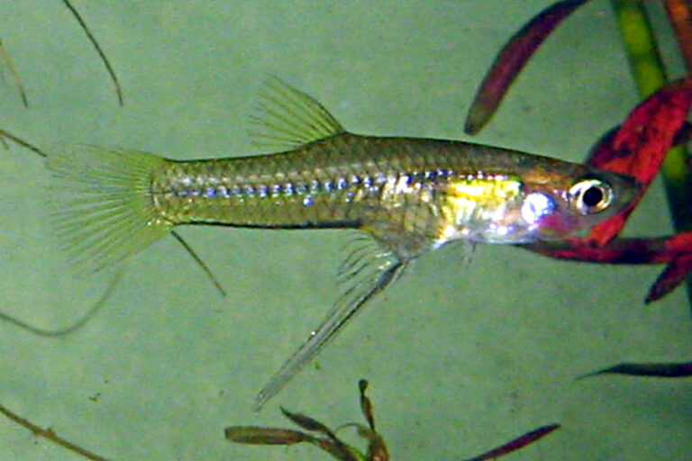 žirardinka okatá (Girardinus falcatus)
