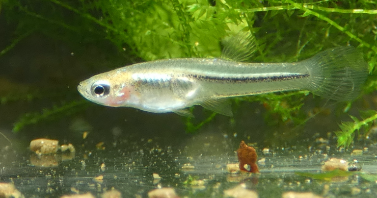 živoroděnka svítivá (Poeciliopsis prolifica)