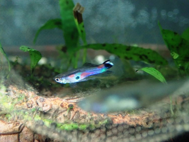 Živorodka Kempkesiho (Poecilia kempkesi)