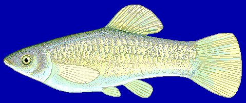 živorodka křížená (Poecilia formosa)