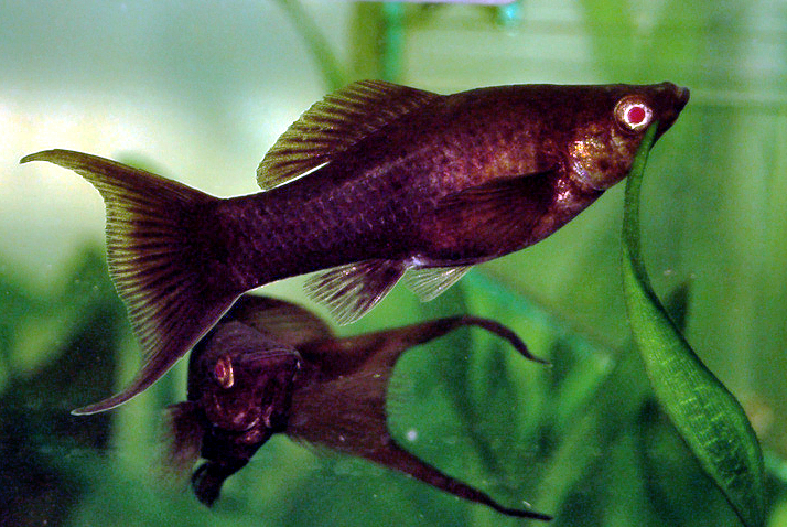 živorodka mexická (Poecilia mexicana)