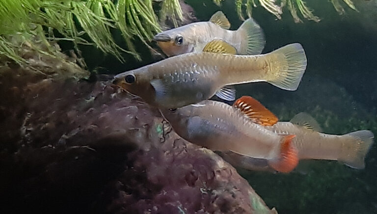 živorodka salvadorská (Poecilia salvatoris)