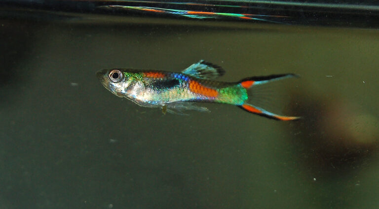 Živorodka Wingeova (Poecilia wingei)