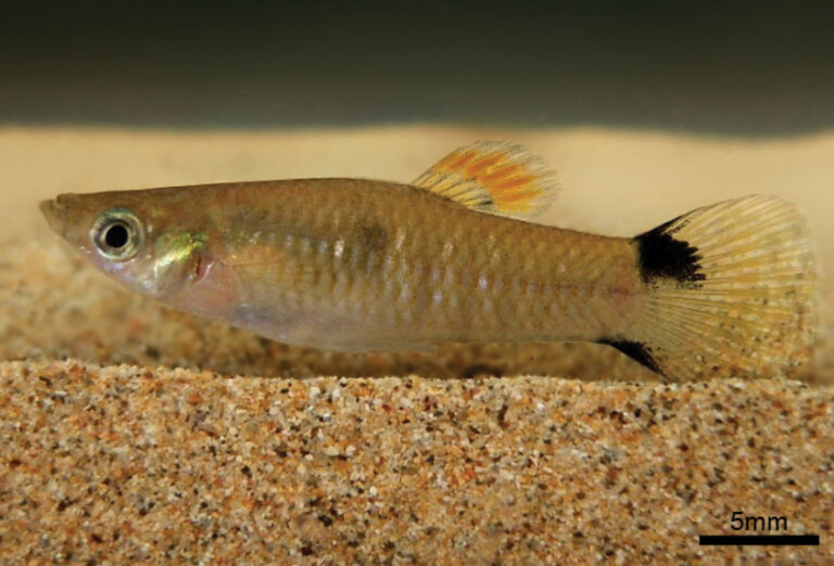 živorodka živorodá (Poecilia vivipara)