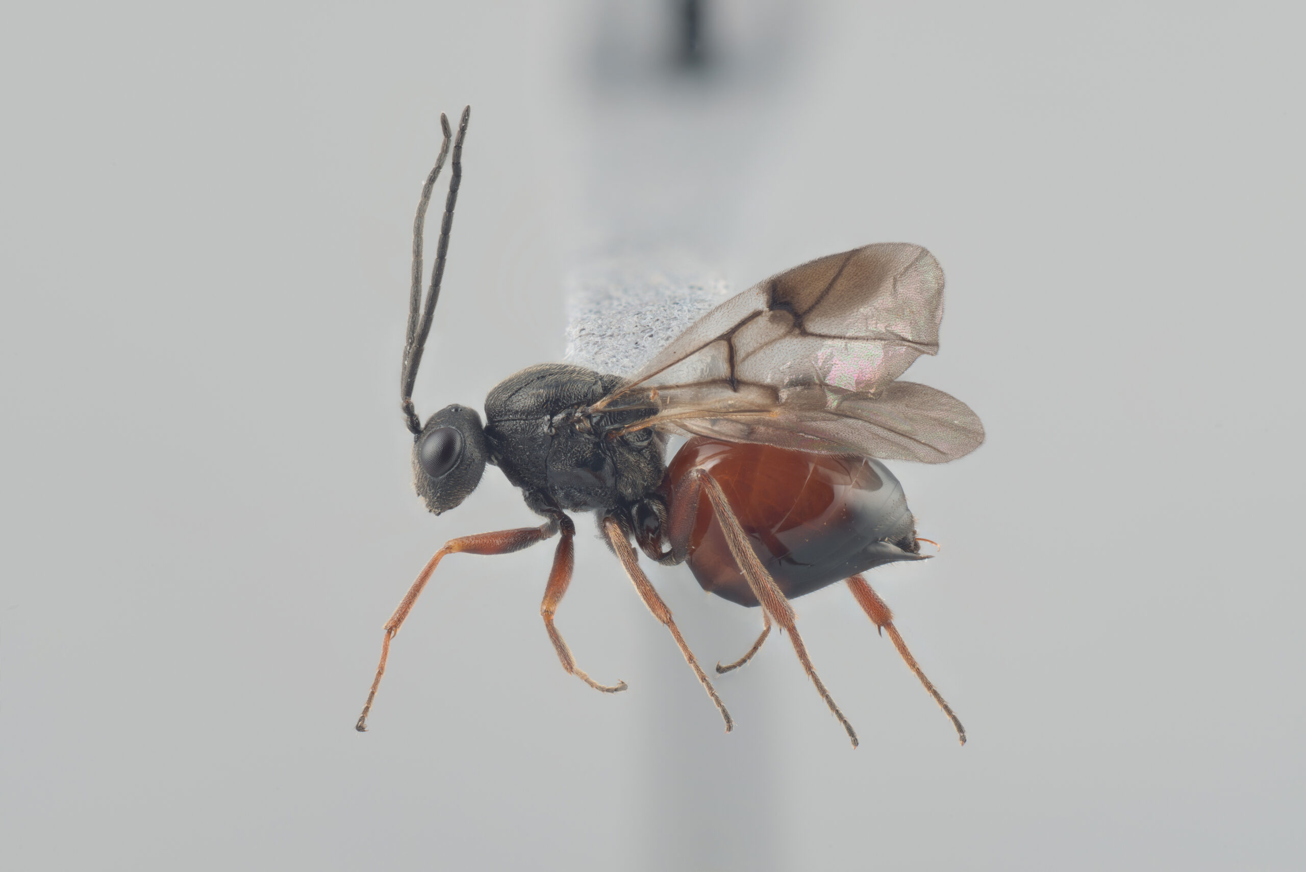 žlabatka růžová (Diplolepis rosae)