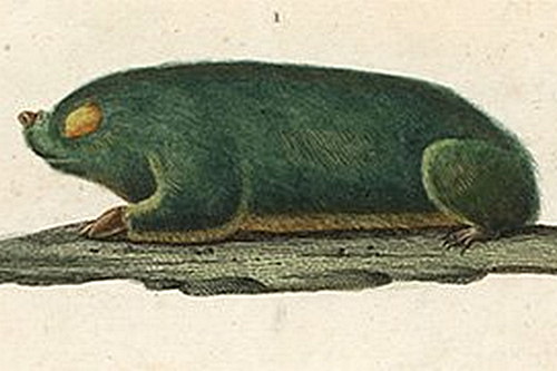 zlatokrt kapský (Chrysochloris asiatica)