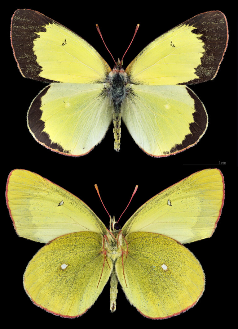 žluťásek borůvkový (Colias palaeno)