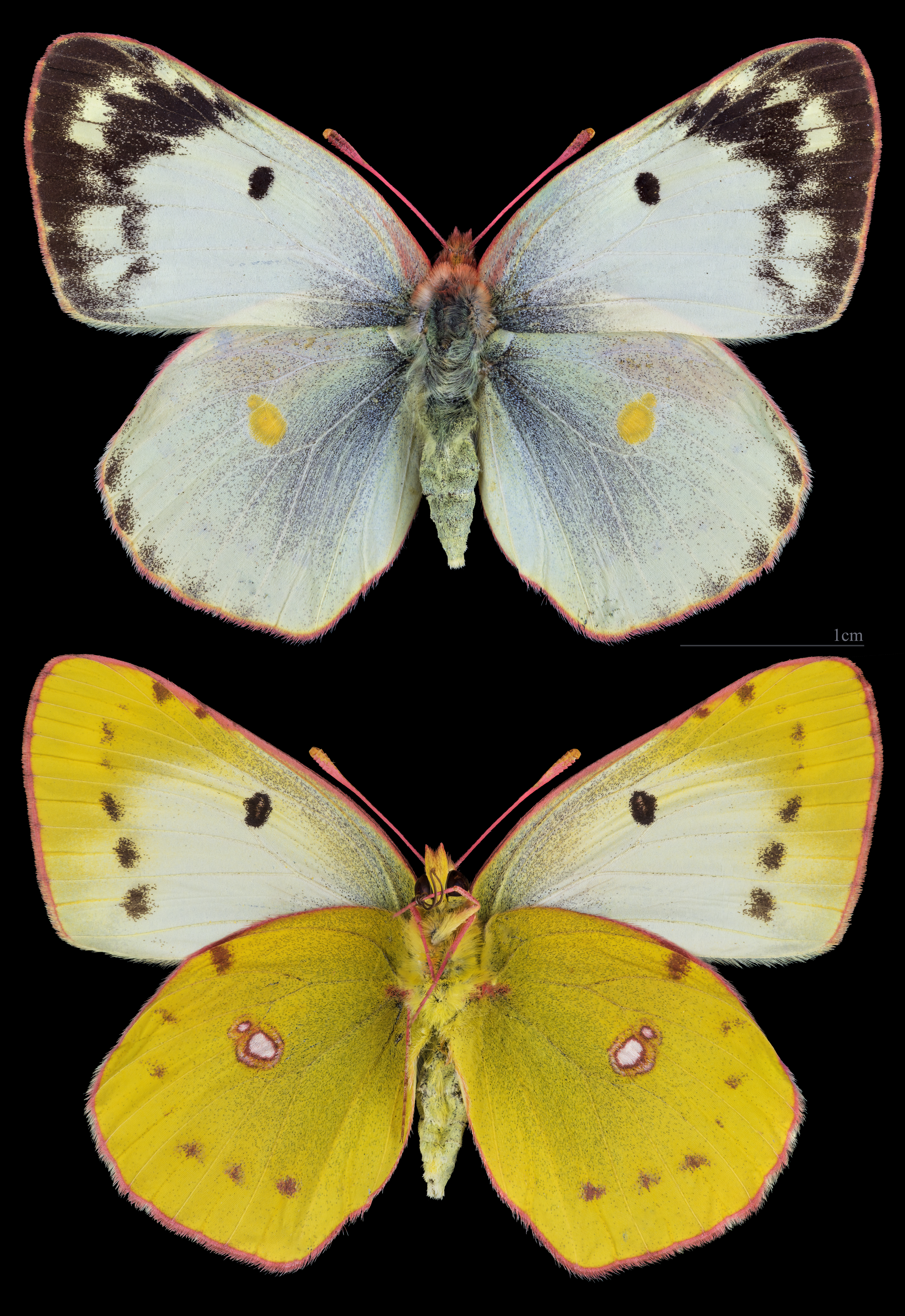 žluťásek jižní (Colias alfacariensis)
