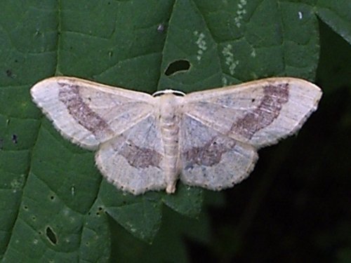 Žlutokřídlec kručinkový (Idaea aversata)