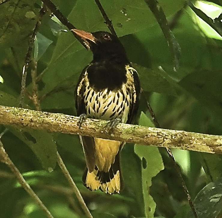 žluva černohlavá (Oriolus xanthonotus)
