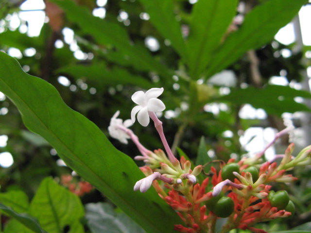 zmijovnice hadí zmijovnice hadí (Rauvolfia serpentina)