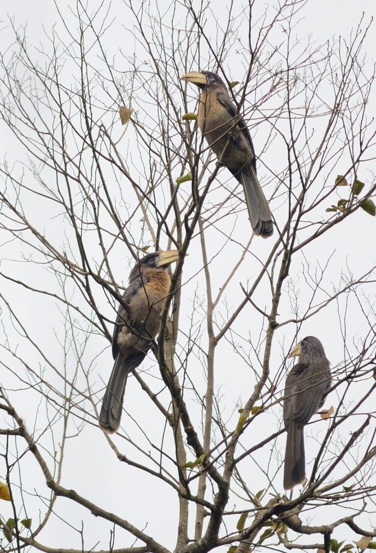 zoborožec Austenův (Anorrhinus austeni)