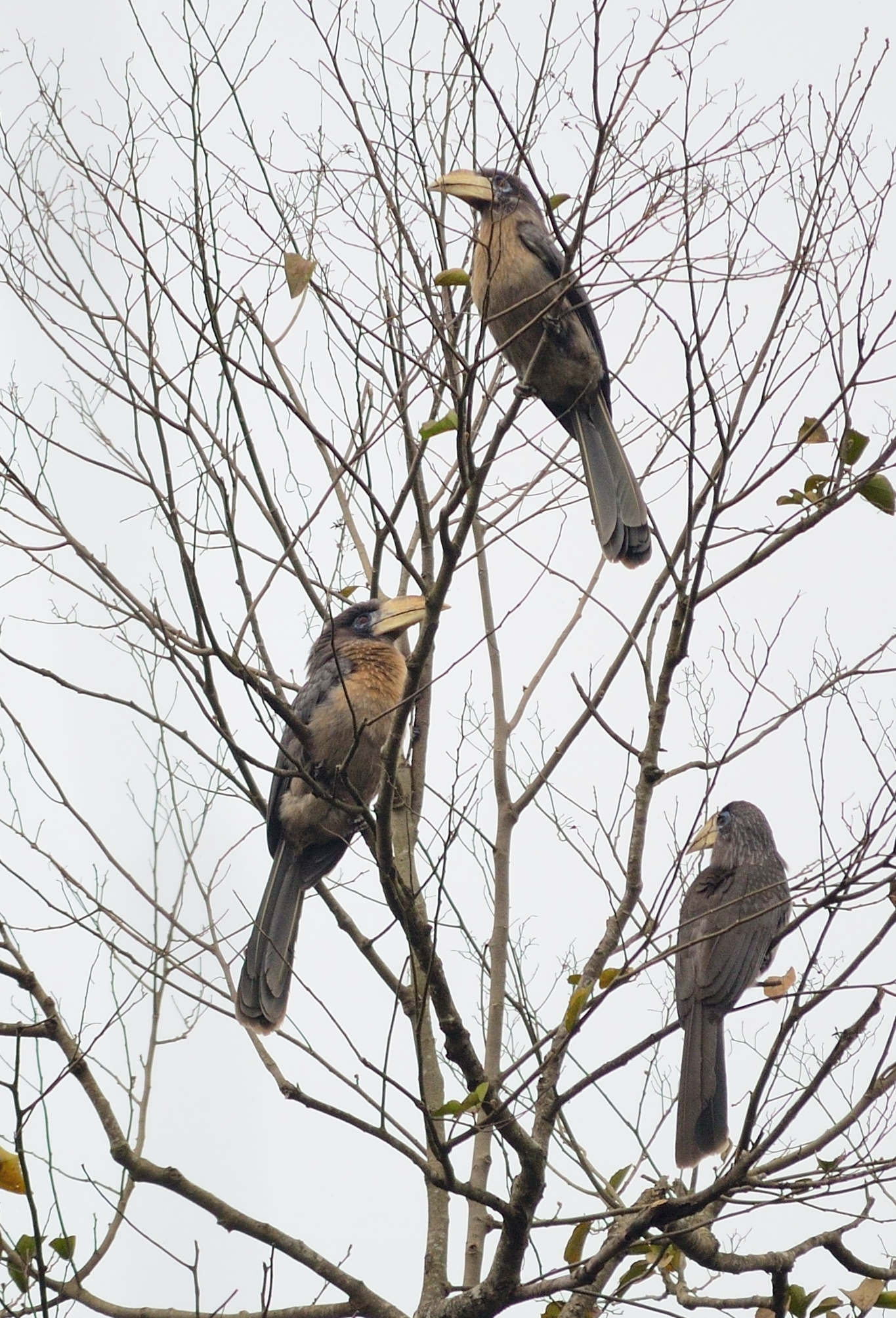 zoborožec Austenův (Anorrhinus austeni)