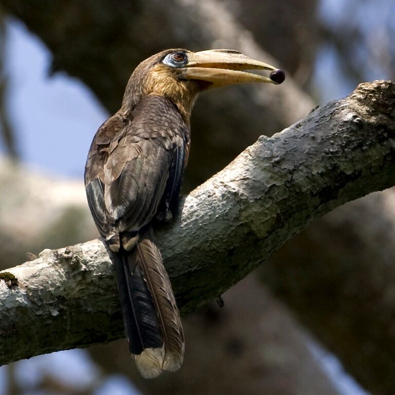 zoborožec hnědý (Anorrhinus tickelli)