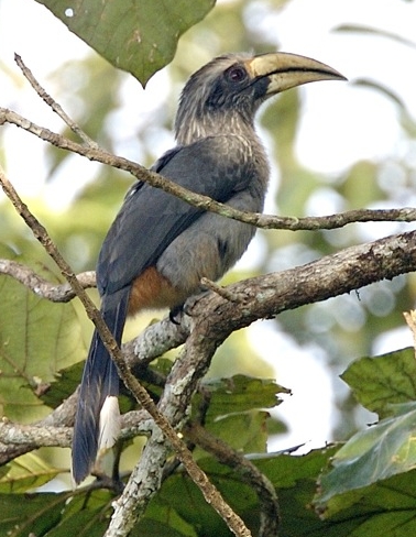 zoborožec indický (Ocyceros griseus)