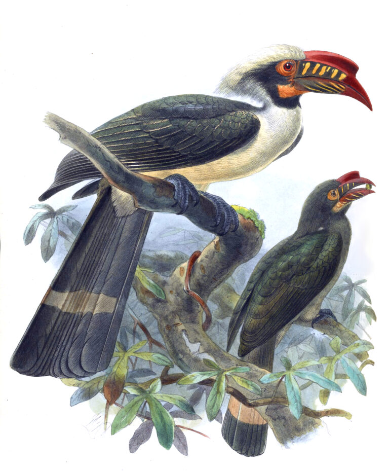 zoborožec luzonský (Penelopides manillae)