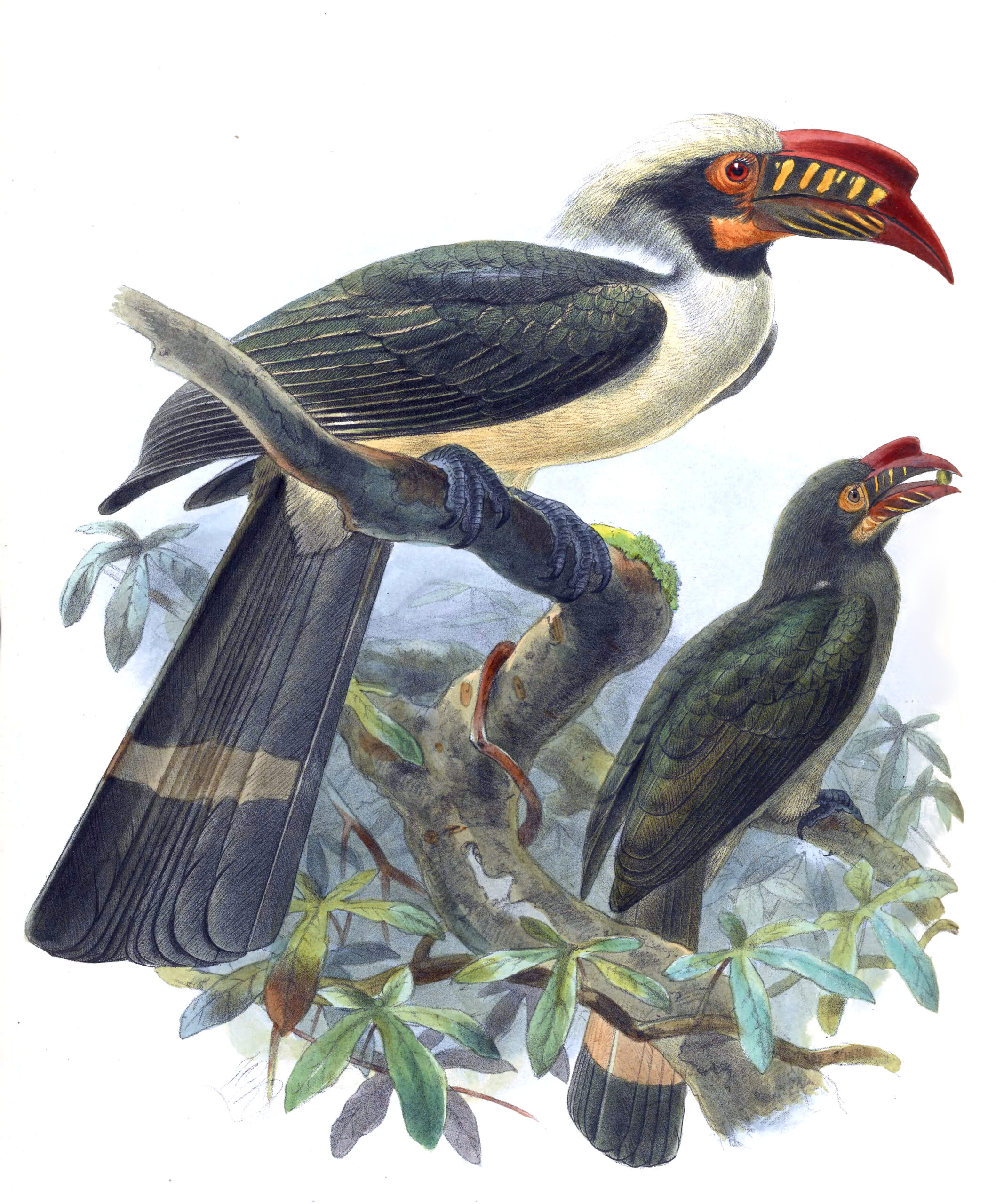 zoborožec luzonský (Penelopides manillae)
