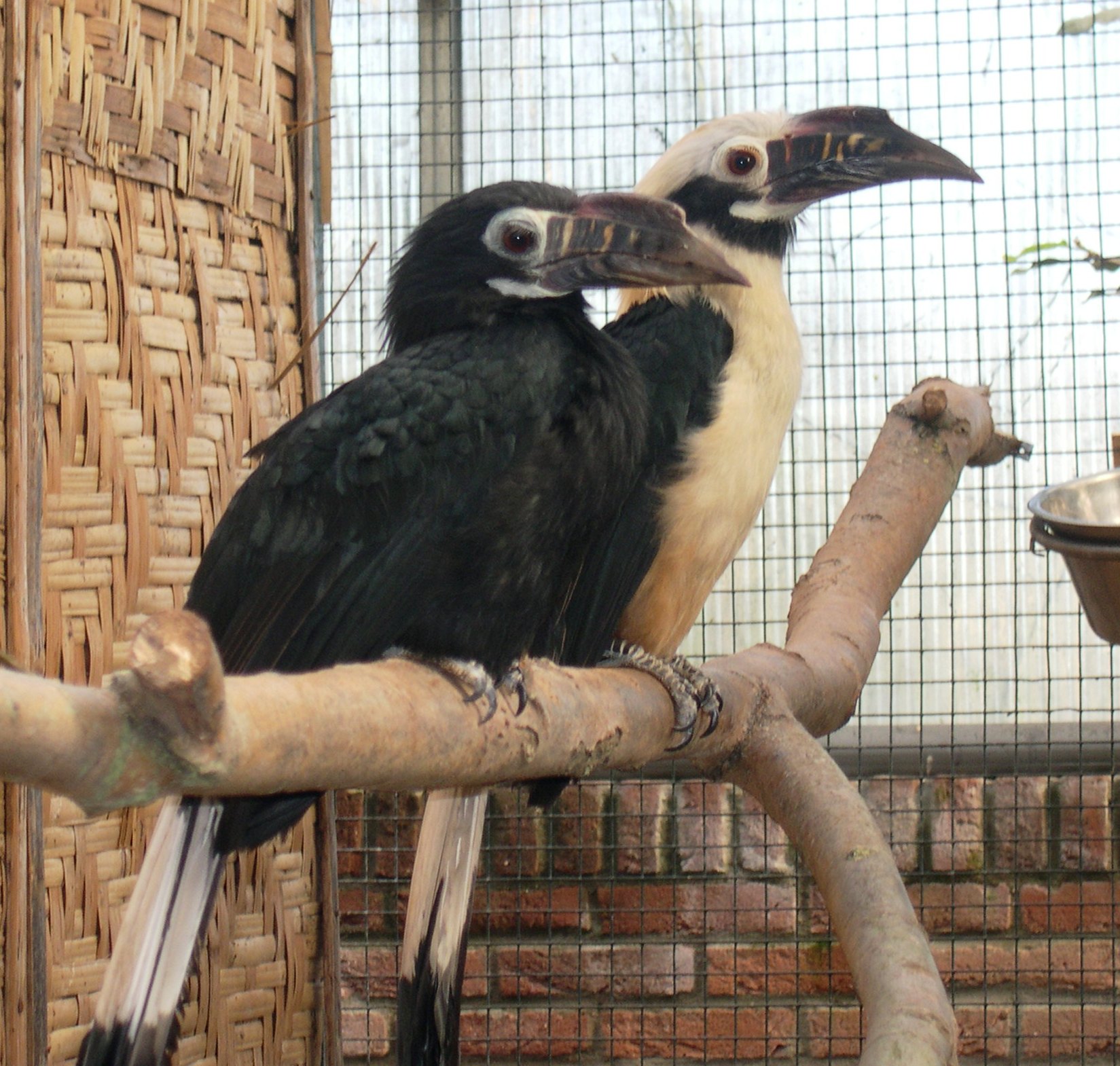 zoborožec rýhozobý (Penelopides panini)