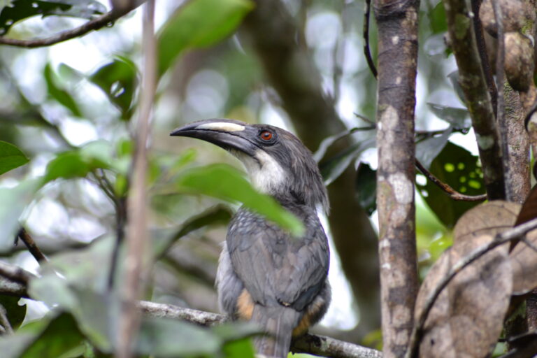 zoborožec srílanský (Ocyceros gingalensis)