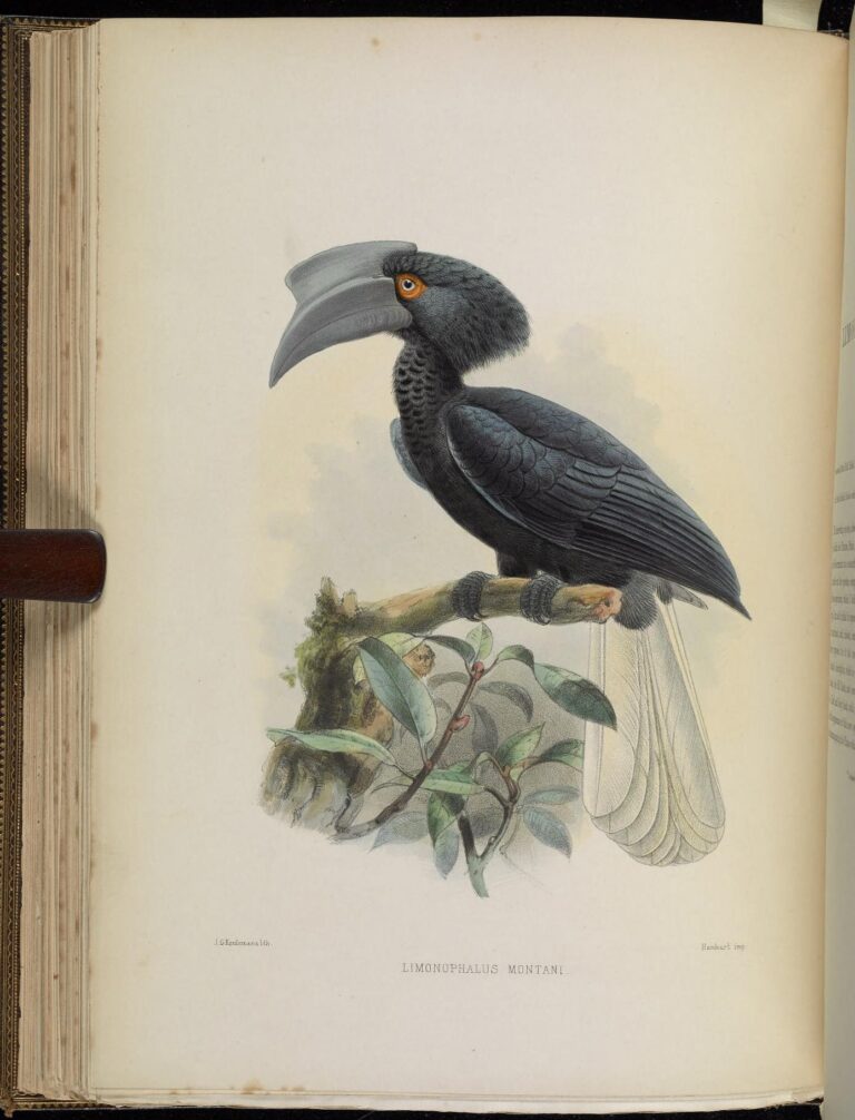 zoborožec sulský (Anthracoceros montani)