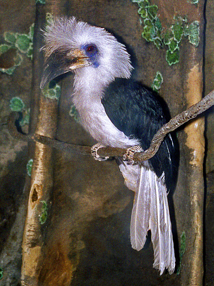 zoborožec vlasatý (Berenicornis comatus)