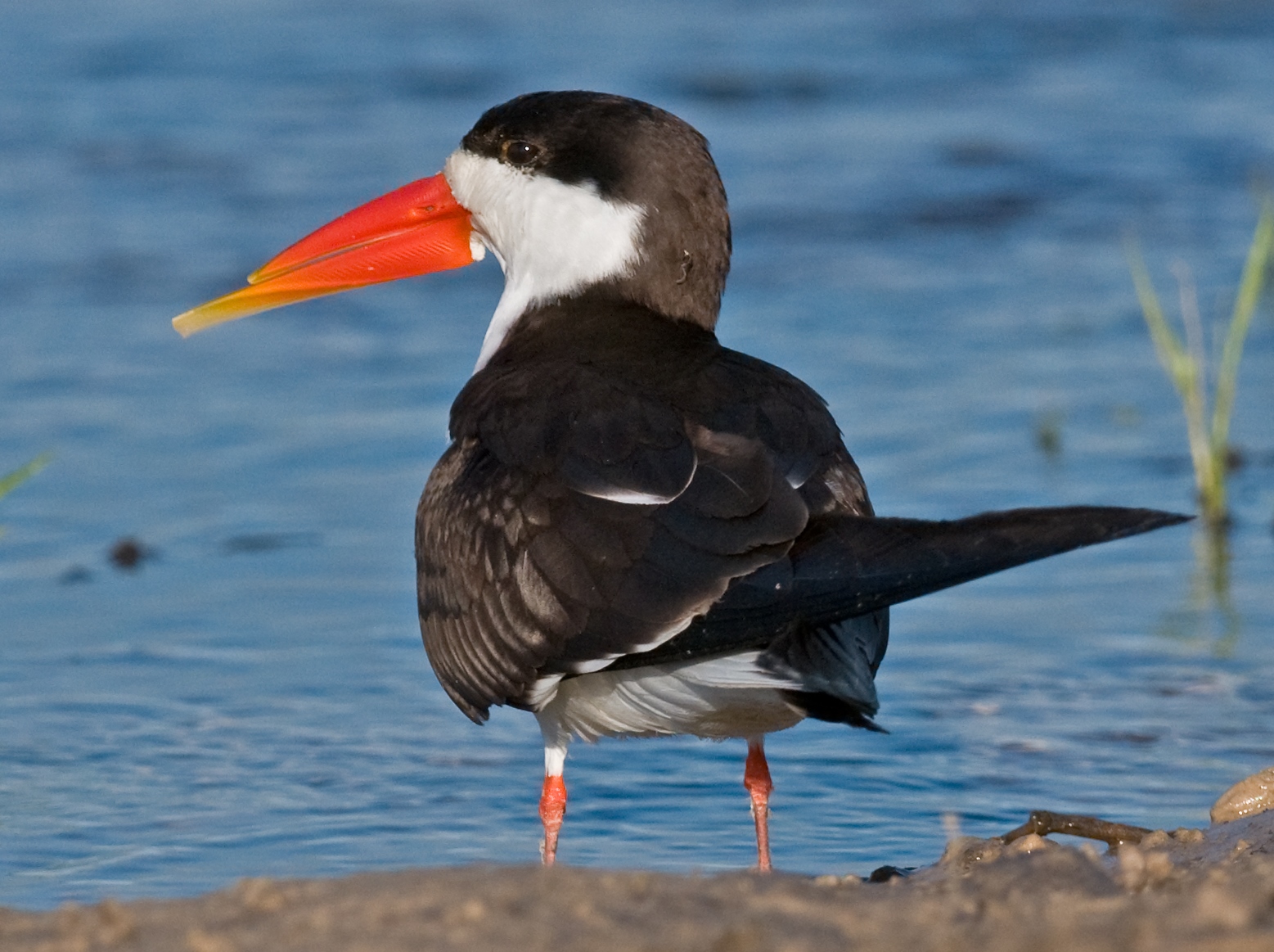 zoboun africký (Rynchops flavirostris)