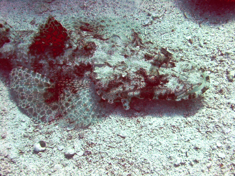zploštělec dlouhohlavý (Papilloculiceps longiceps)