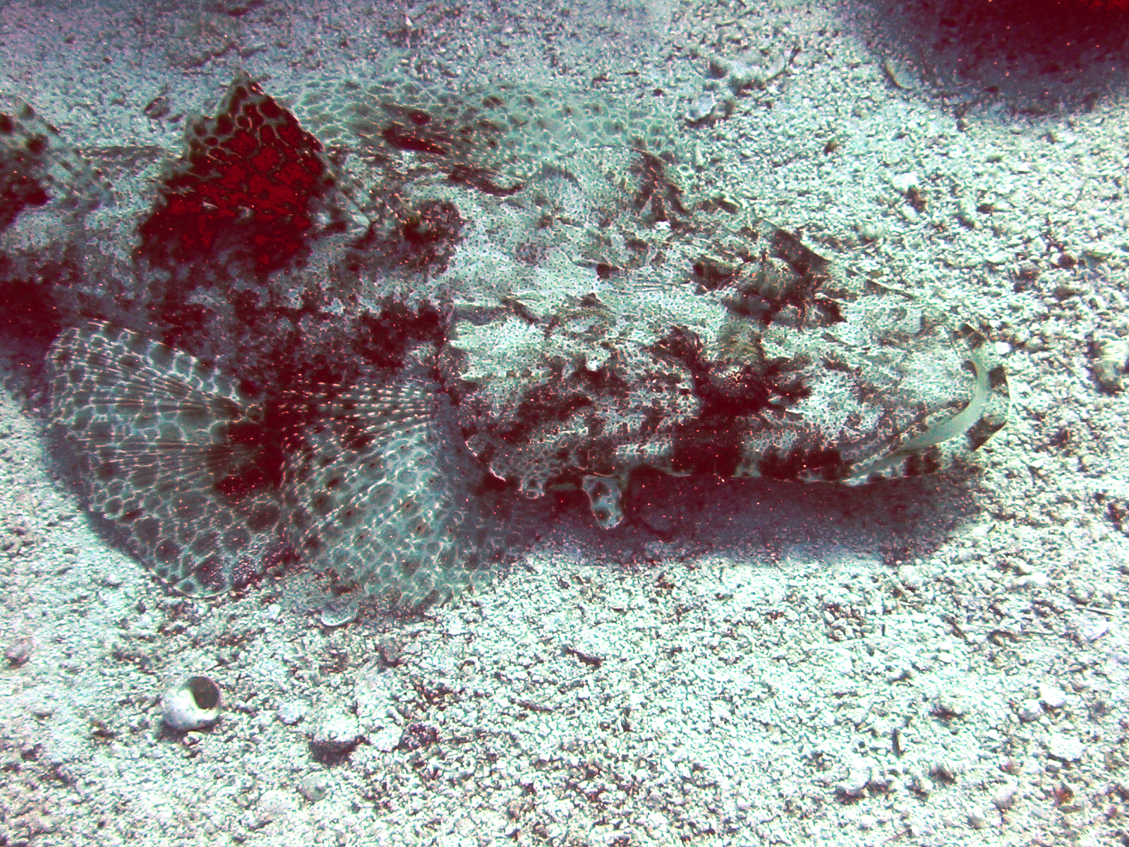 zploštělec dlouhohlavý (Papilloculiceps longiceps)