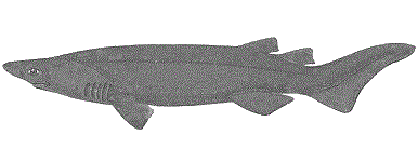 žralok Cookeův (Echinorhinus cookei)