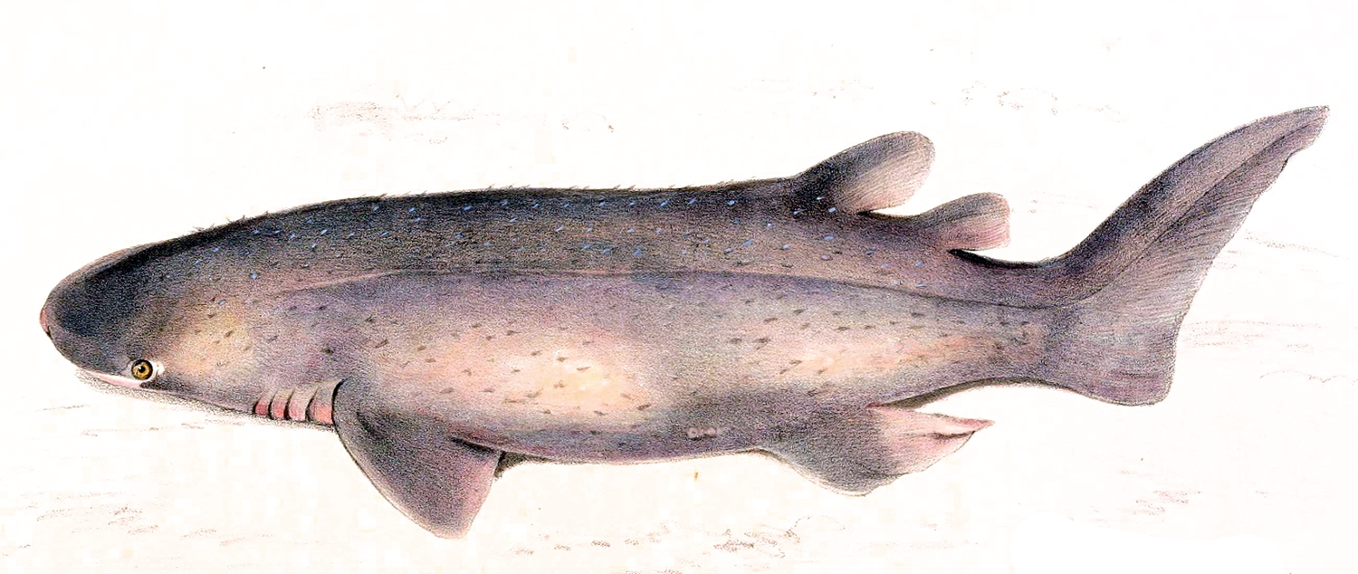 žralok trnitý (Echinorhinus brucus)
