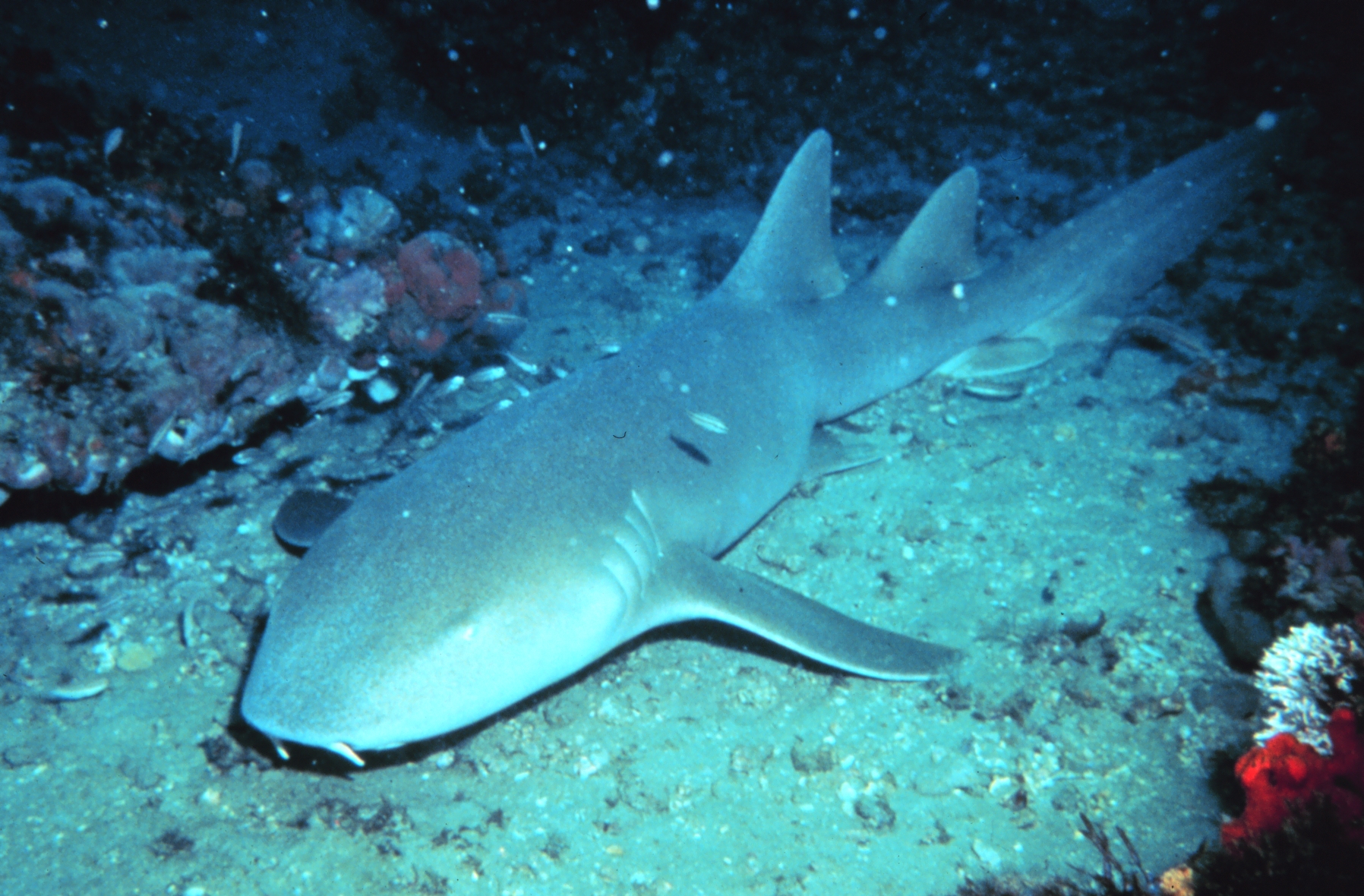 žralok vouskatý (Ginglymostoma cirratum)