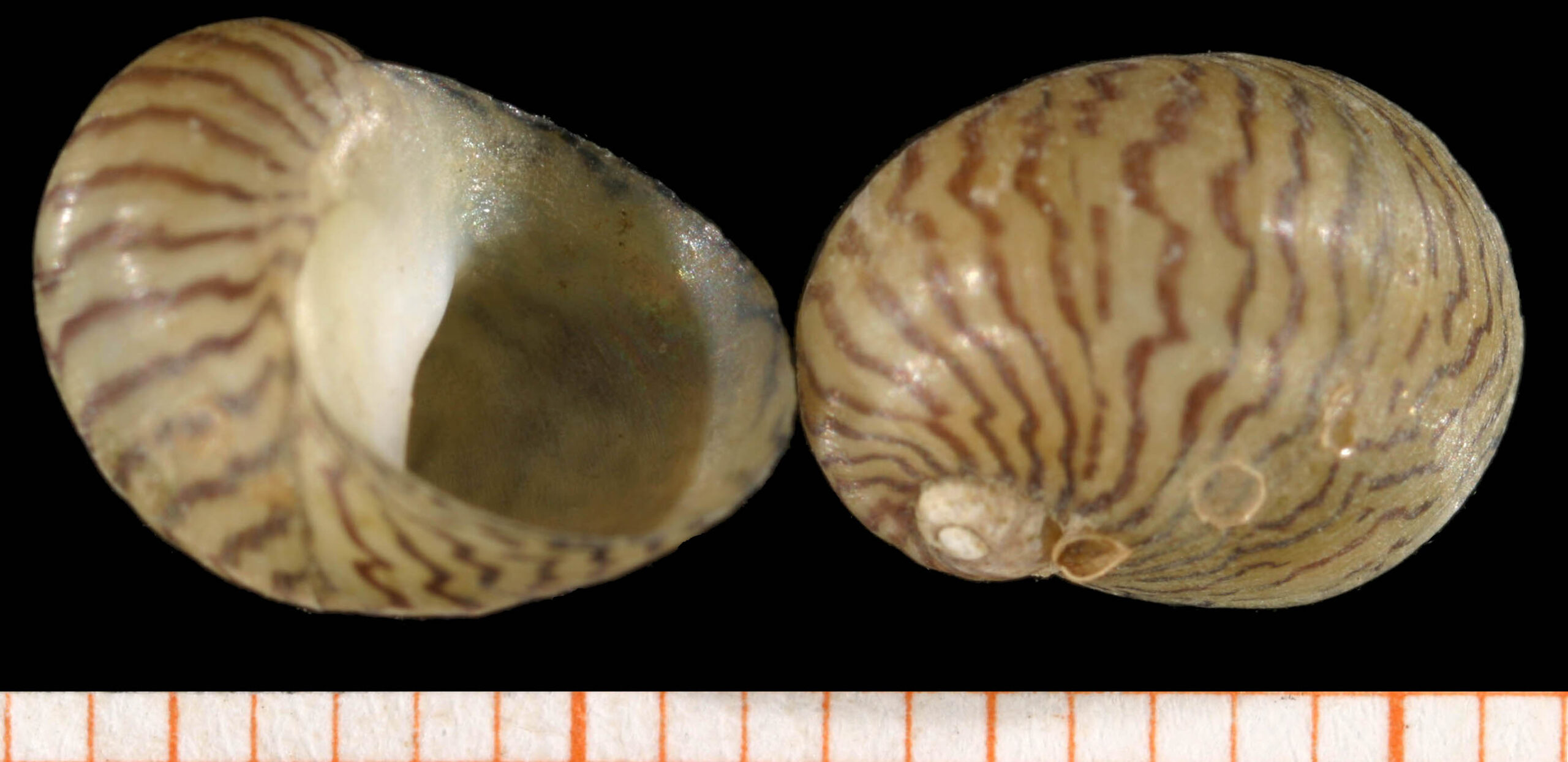 zubovec dunajský (Theodoxus danubialis)