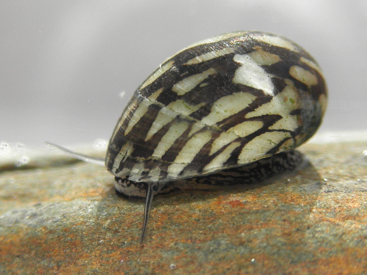 zubovec říční (Theodoxus fluviatilis)
