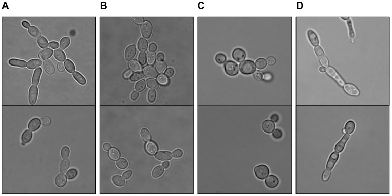 Zygosaccharomyces rouxii